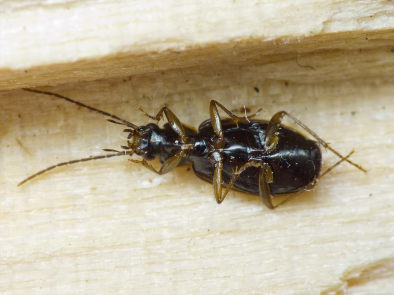 Badister (Baudia) collaris Motschulsky, 1844